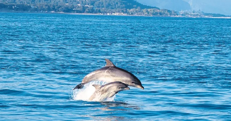 Yeni trend yunus turu