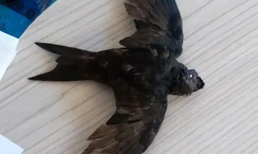 Yaralı bulunan ebabil tedavi edildi