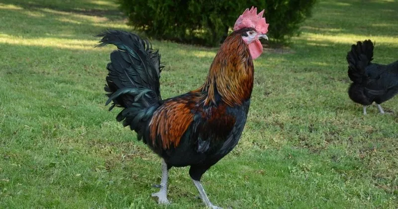 ruyada horoz gormek ne anlama gelir