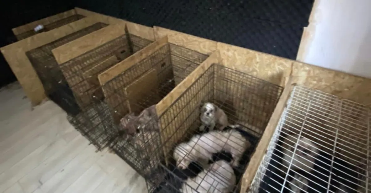 bodrum katinda tutulan ve ses telleri