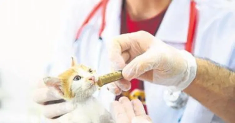 Yavru Güneş’i ekipler kurtardı