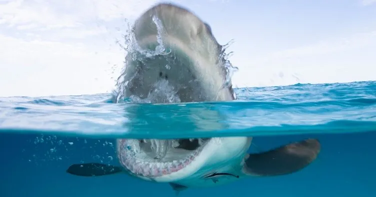Avustralya’da köpek balığı dehşeti! Denizde yüzerken…
