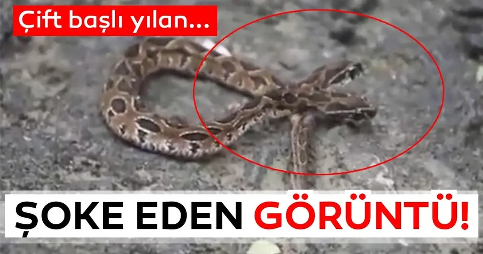 dunyayi soke etti cift basli yilan