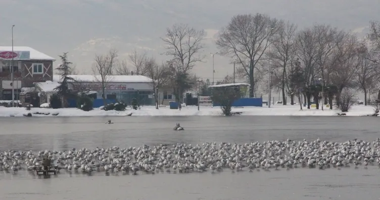 Kocaeli Fuar gölü buz tuttu