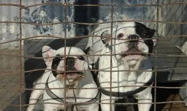 Vefalı köpekler için çok sayıda sahiplenme başvurusu yapıldı #istanbul Vefalı köpekler için çok sayıda sahiplenme başvurusu yapıldı #istanbul