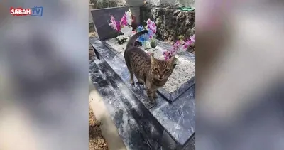 Evlat acısıyla sarsılmıştı! Safiye Soyman’dan yürek dağlayan paylaşım: Kavuştum çocuğuma... | Video