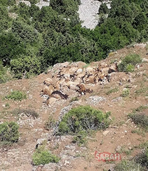 Van’ın ardından Bitlis’te de koyunlar telef oldu!