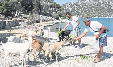 Aşırlı Adası’nın sahipleri keçiler