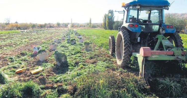 250 ton havuç pazar tezgahlarında