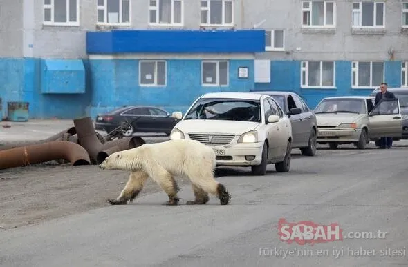 Sibirya’da 40 yıl sonra bir ilk! Aç ve bitkin kutup ayısı şehre indi