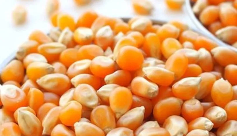 Yerli mısır patlasın, GDO’lu mısır çatlasın