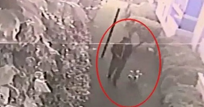 cerrahi maskeli ve eldivenli hirsiz