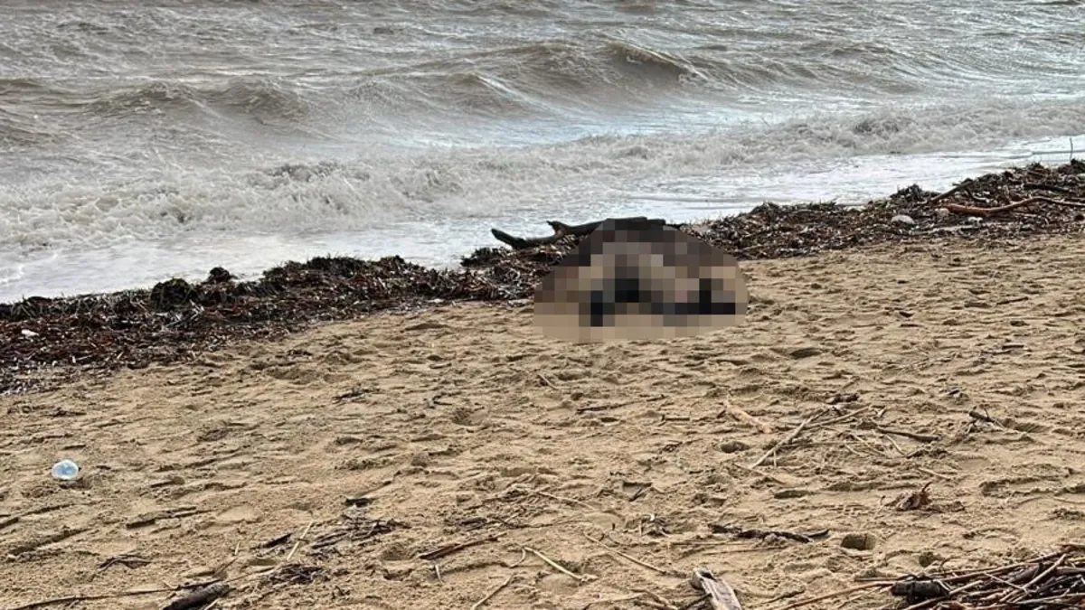 Balıkesir’de sahilde kadın cesedi bulundu Balıkesir’de sahilde kadın cesedi bulundu