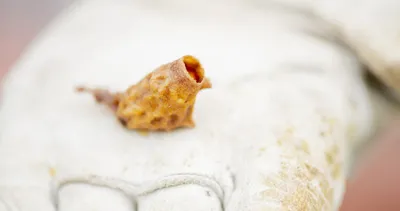 Bir arı mucizesi  propolis