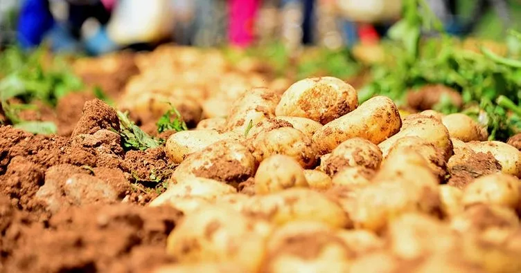 Adana’da patates hasadı başladı