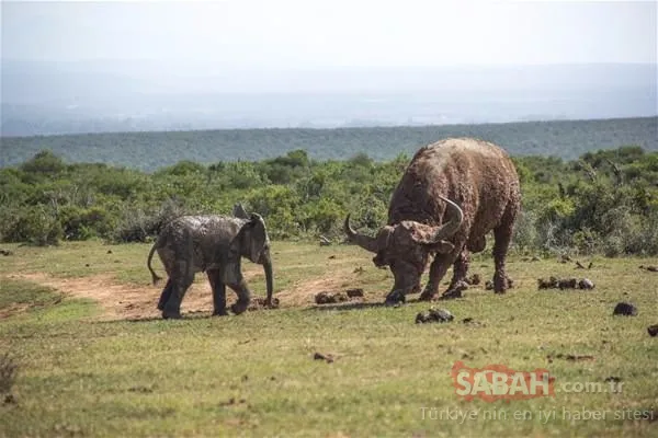 Doğanın acımasız yüzü! Bufaloyla karşı karşıya gelen yavru fil...