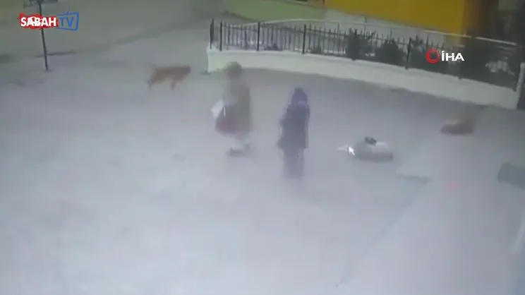 Sahipsiz köpeğin 73 yaşındaki yaşlı kadına saldırdığı an kamerada | Video