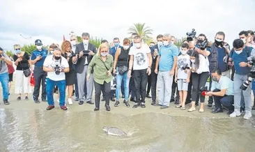 Yavru kaplumbağa yeniden denizde