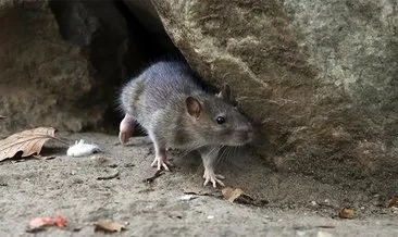 New York’ta farelerle 32 milyon dolarlık mücadele