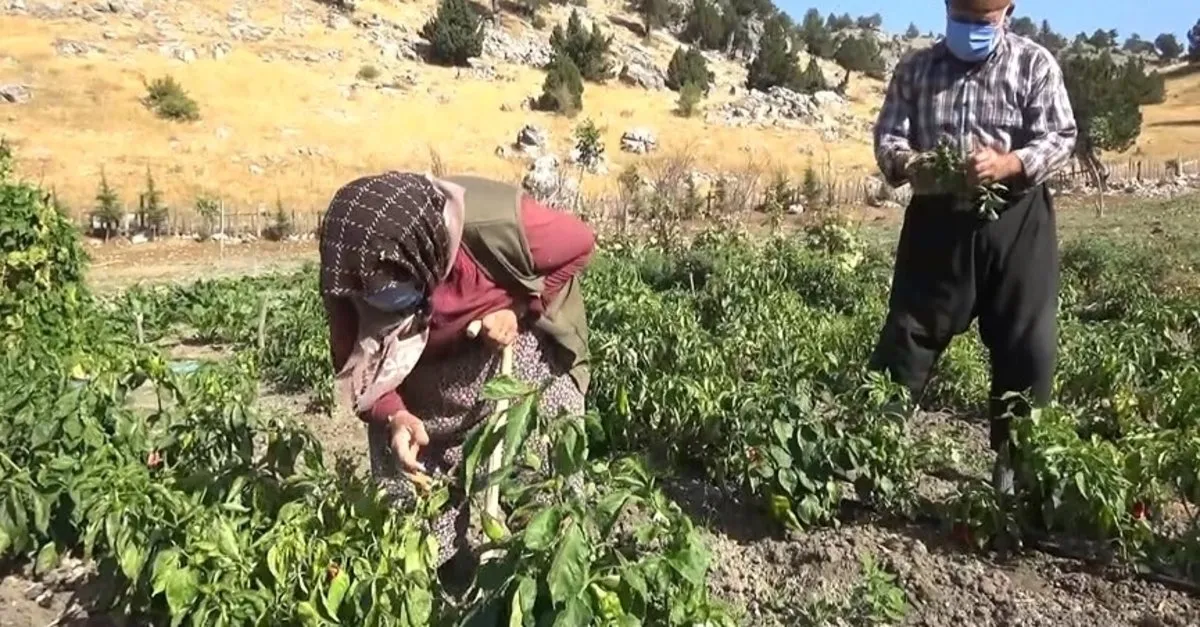 Yaylada yaşam mücadelesi