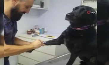 İzmir’de kan alma işleminde zorluk çıkarmayan köpeğin videosu tıklanma rekoru kırdı