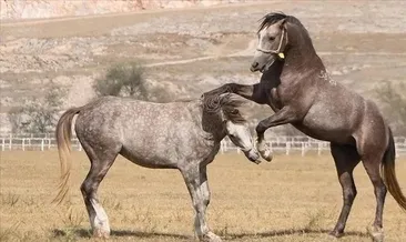 TİGEM 15 safkan Arap koşu tayı satacak