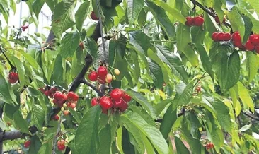 Kemalpaşa’da kiraz zamanı