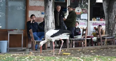 Leylek ‘Yaşar’ şehirde yaşamaya alıştı