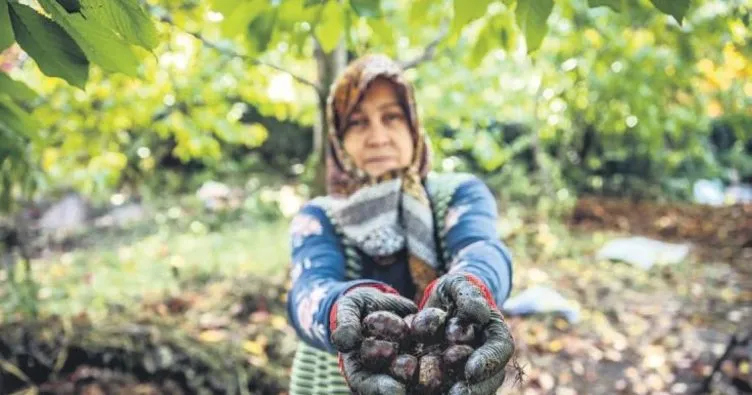 Bursa kestanesinin boyutu küçüldü fiyatı arttı