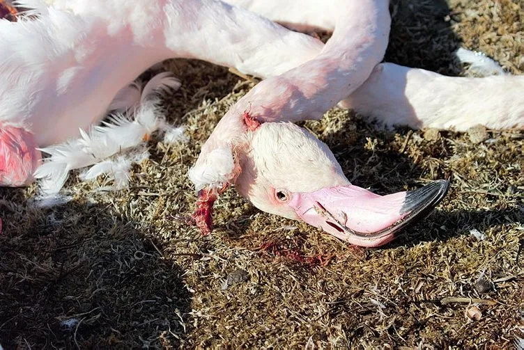 Akgöl Sazlığı’nda flamingo katliamı