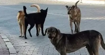 Şanlıurfa’da yine başıboş köpek vahşeti #sanliurfa