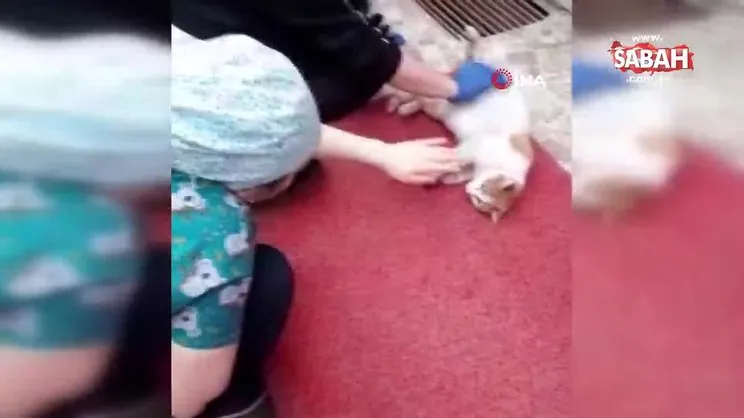 Doğumu yaklaşan kedi diş kliniğine gelerek adeta yardım istedi | Video