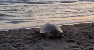Yaralı bulunan caretta caretta tedavi edilip yeniden denize bırakıldı #mugla