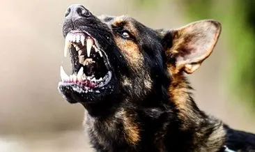 Sokak köpekleri dehşet saçtı! 13 yaşındaki Alperen ağır yaralandı #ankara