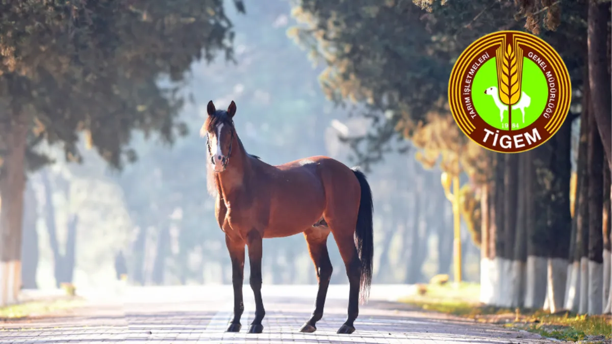 Değeri 100 milyon lira olan yarış atları kayıp mı? TİGEM’den iddialara açıklama geldi Değeri 100 milyon lira olan yarış atları kayıp mı? TİGEM’den iddialara açıklama geldi