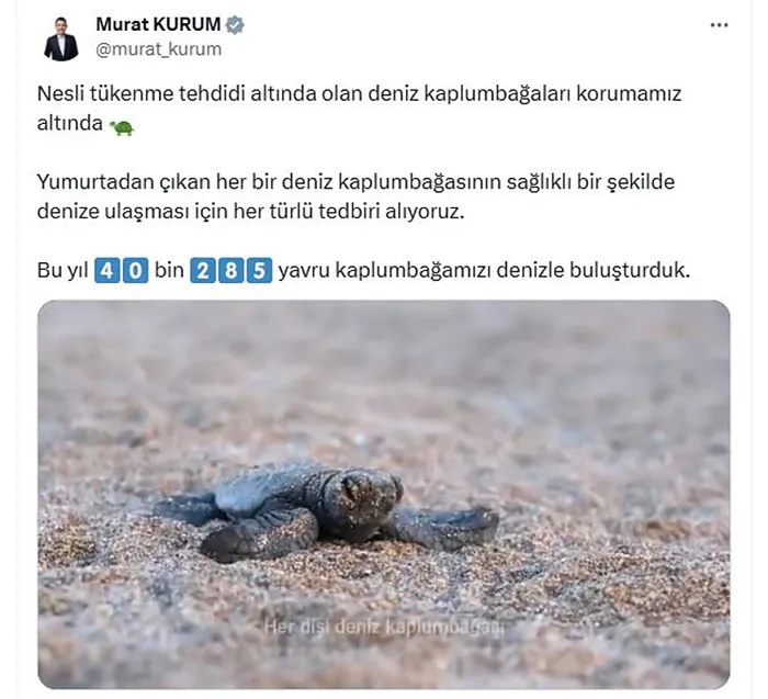 bakan-kurum-40-bin-285-yavru-kaplumbagamizi-denizle-bulusturduk-1756026552348.jpg