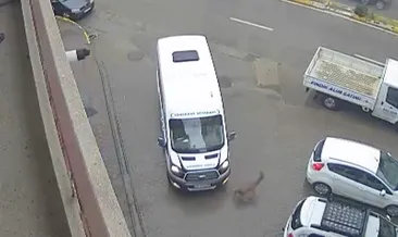 Görele’de araçlara çarpan yaralı karaca derede bulundu