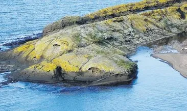 Bu ada timsaha benziyor #ordu