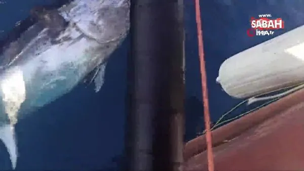Antalya'da balıkçının oltasına 130 kiloluk orkinos takıldı | Video