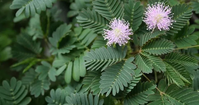 kustum cicegi hikayesi bakimi ve