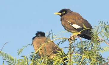 Elveda telli turnam merhaba Aladoğan
