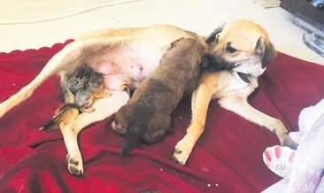 Yavru sincapların Zeyna annesi