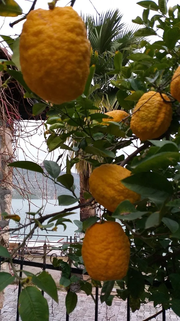 bergamot-meyvesi-sadece-halfetide-yetisiyor-1672823839194.jpg