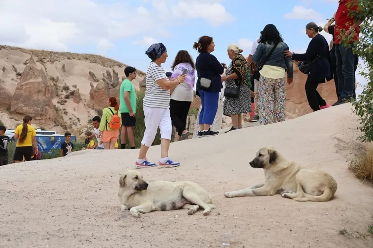 Kapadokya’da korku dolu anlar: Sokak köpekleri Avustralya’lı turiste saldırdı!