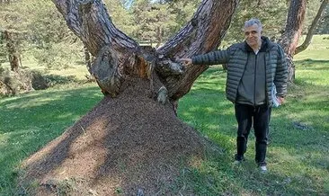 Ormanların koruyucu karıncaları #bolu Ormanların koruyucu karıncaları #bolu