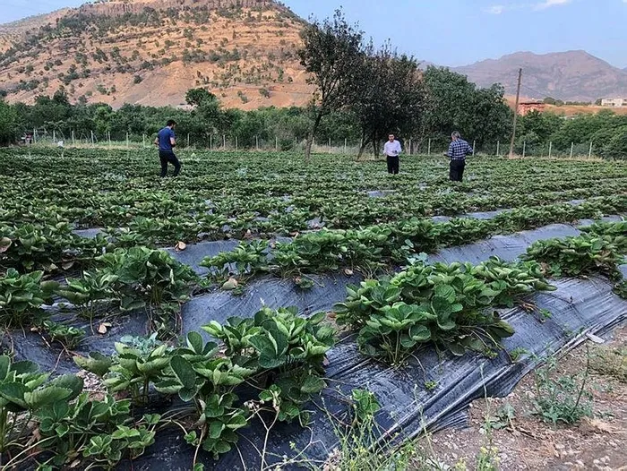 28 yıllık hasret sona erdi! Terörden temizlendi tarım başladı... - 2