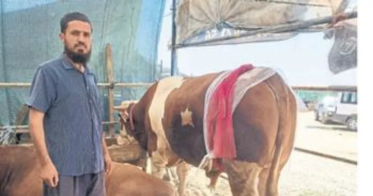 Ay yıldızlı boğa fenomen oldu