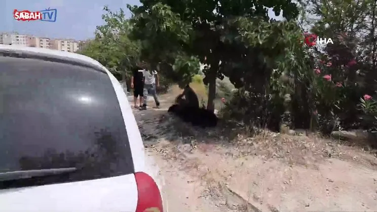 Firar eden kurbanlık, 10 gün sonra yakalandı | Video
