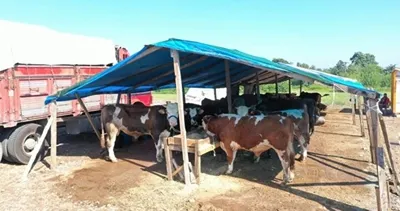 Din İşleri Yüksek Kurulu uyardı! İşte kurban ibadetiyle ilgili doğru bilinen yanlışlar