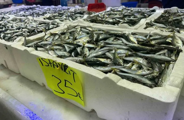 Tezgahlarda çeşitlilik arttı! İşte balık fiyatları